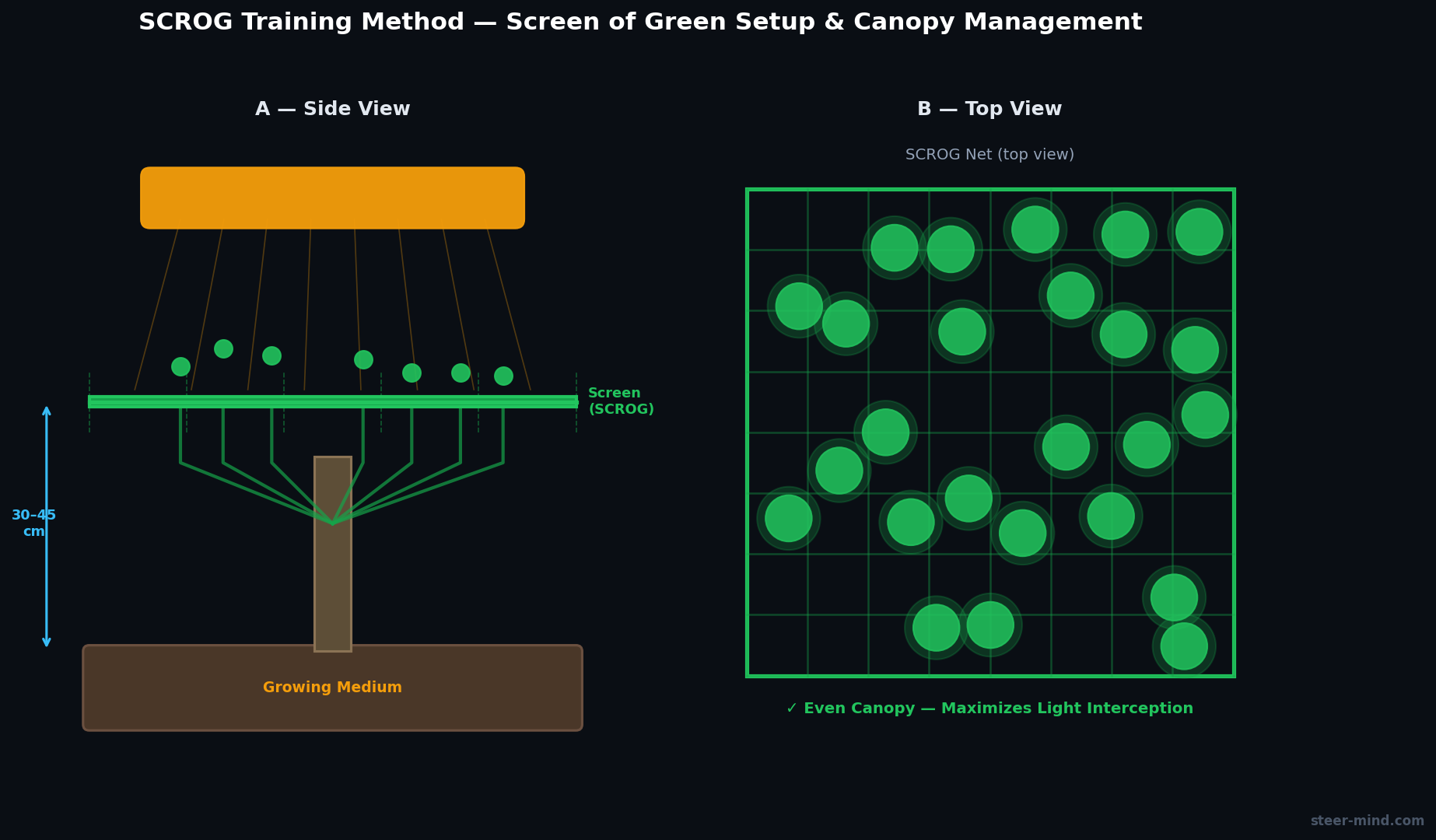 SCROG-Aufbau Querschnitt: Topf mit Pflanze, horizontales Netz, Triebe werden durch Netz geführt, Licht von oben