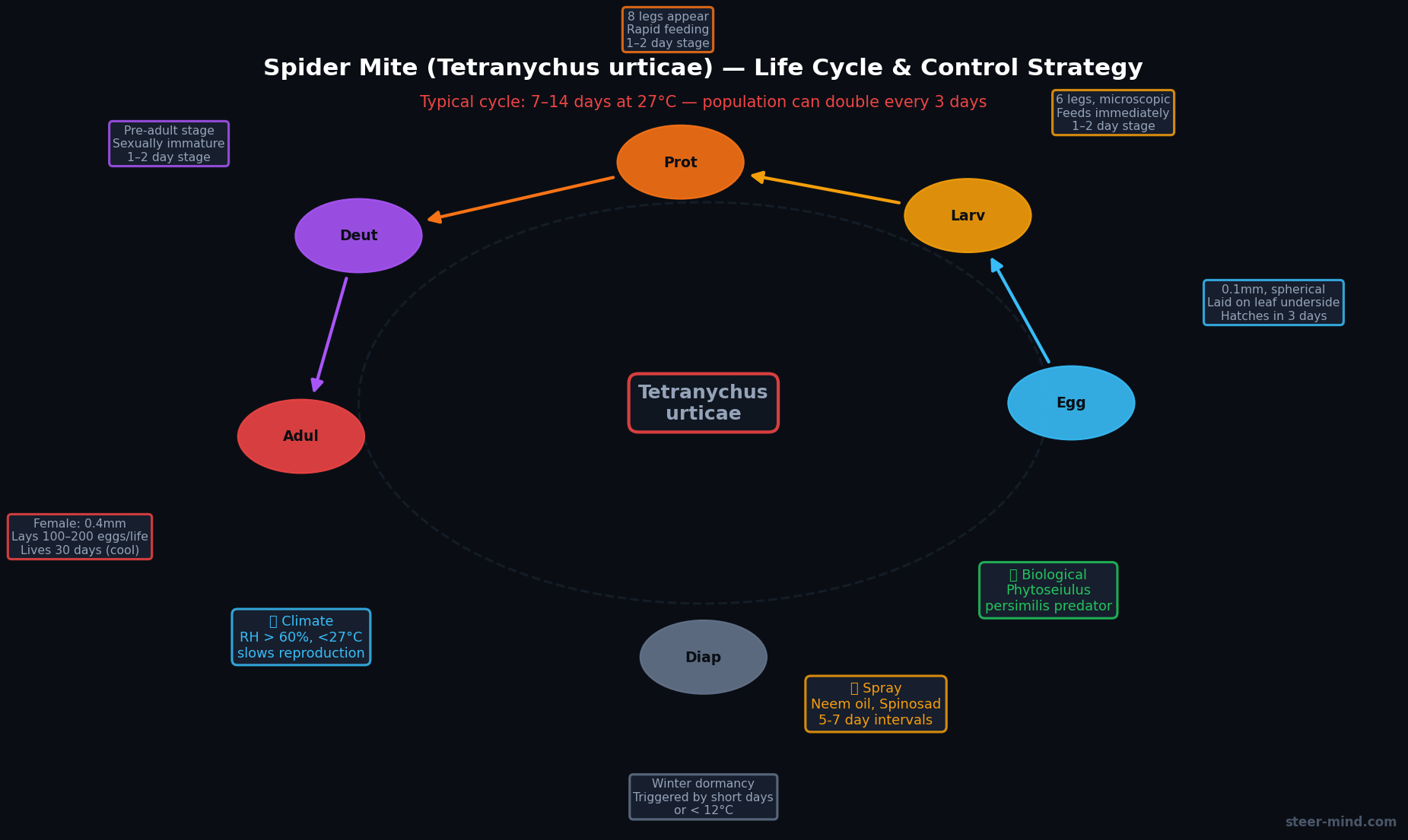 Spider mite lifecycle: egg, larva, nymph, adult with temperature specifications